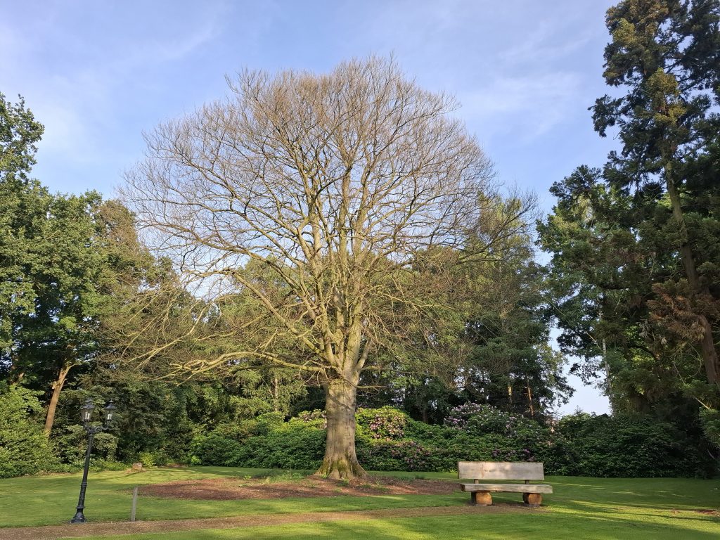 Zorgen om monumentale Rode Beuk in Pastorietuin