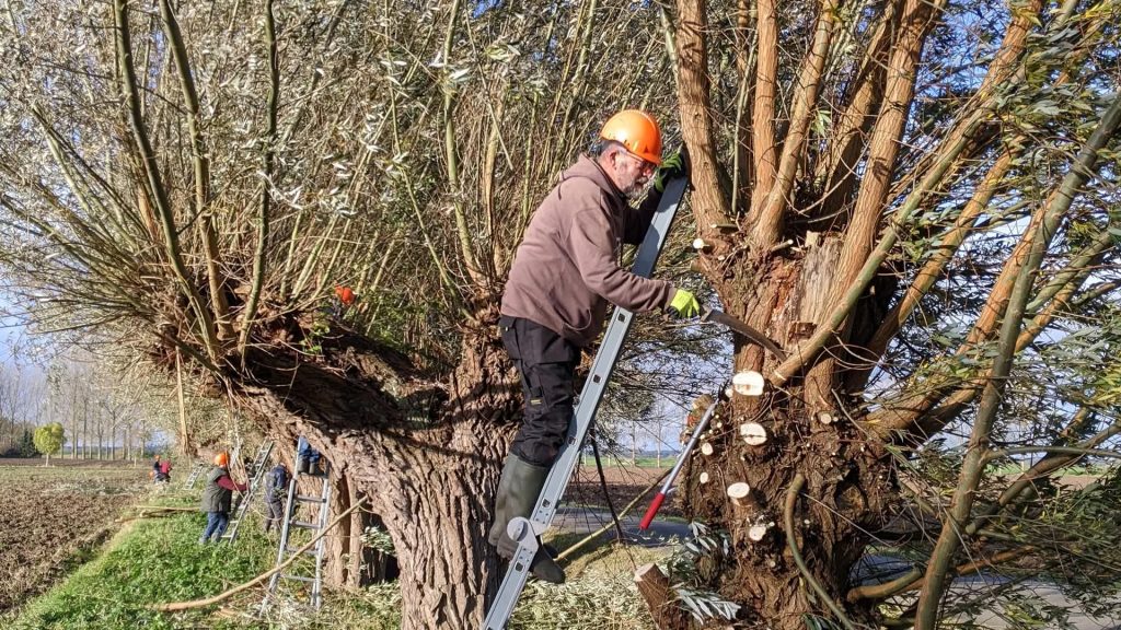 Knotwilgendag Stichting Summers Landschap