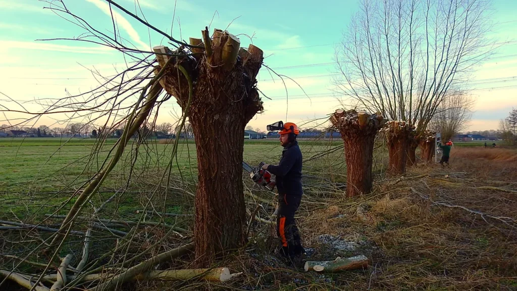 Samen aan de slag tijdens Knotwilgendag