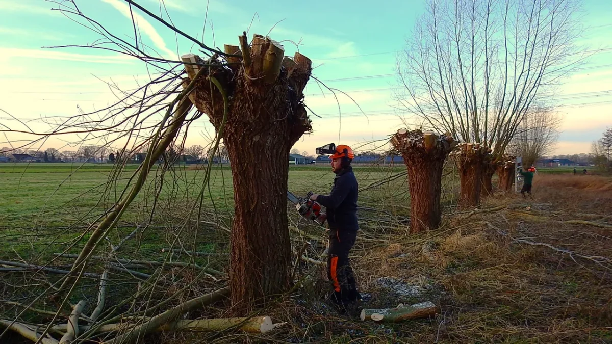 Samen aan de slag tijdens Knotwilgendag
