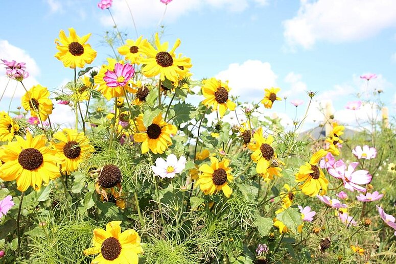 Vraag een gratis bloemenmengsel aan