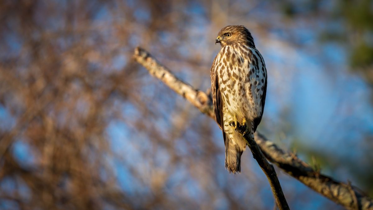 Buizerd valt wandelaars aan tussen Starkriet en visvijver