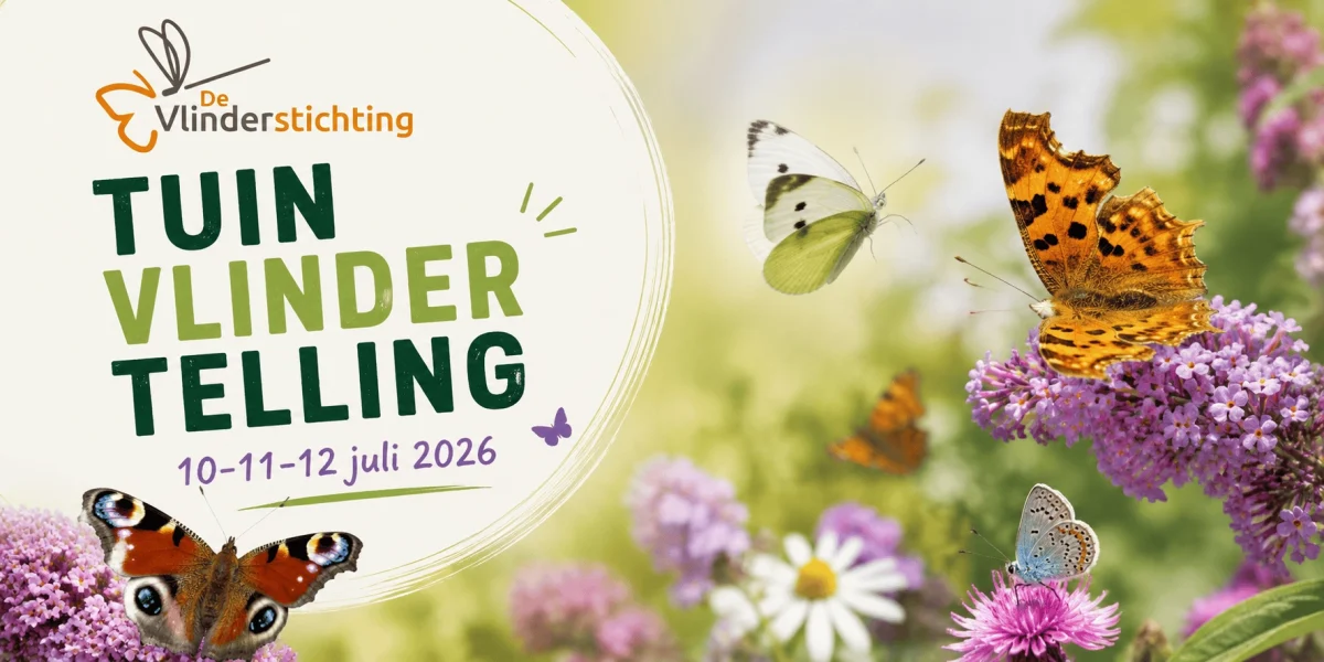 Tel jij dit weekend ook de vlinders in je tuin?