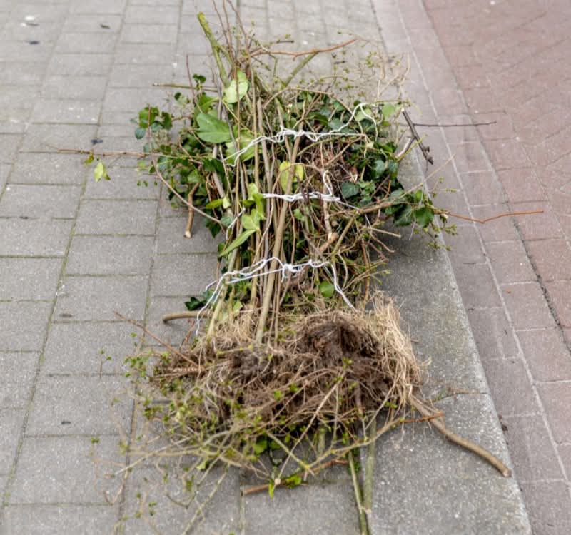 Gratis je snoeiafval laten ophalen